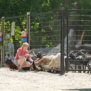 Bilder Sophie & Shiba