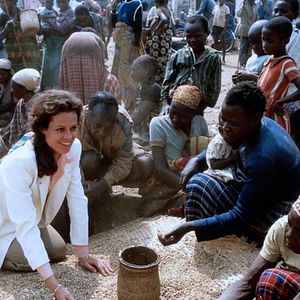 Bilder Gorillas im Nebel