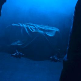 Bilder Under the Bed