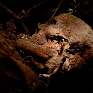 Bilder Bloodline - Der Killer