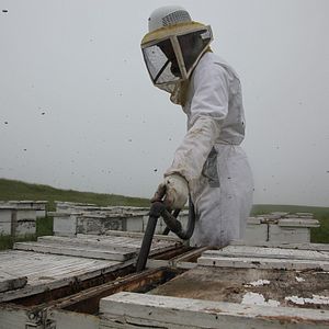 Bilder More than Honey