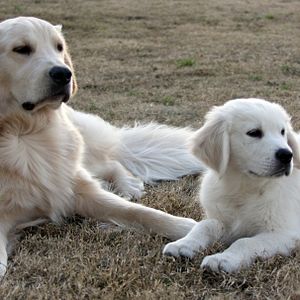 Bilder Bailey - Ein Welpe zum Verlieben