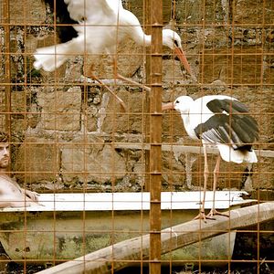 Bilder Le Vol des cigognes