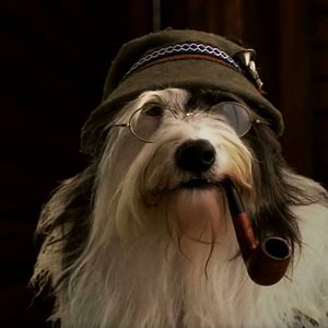 Bilder Heidi auf 4 Pfoten