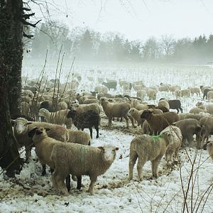 Bilder Winternomaden