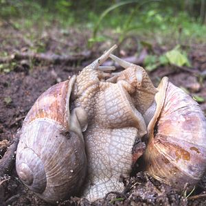 Bilder Slow - Langsam ist das neue Schnell