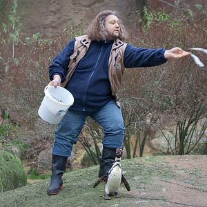 Bilder King Ping - Tippen Tappen Tödchen