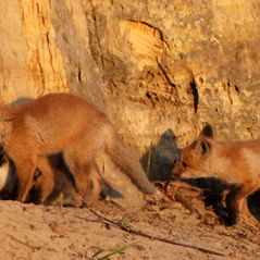 Bilder Der Fuchs und das Mädchen