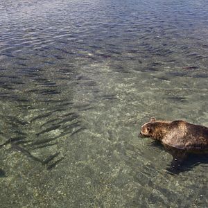 Bilder Im Land der Bären