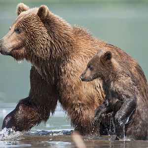 Bilder Im Land der Bären