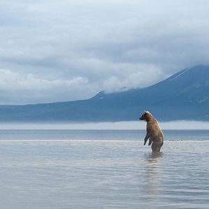 Bilder Im Land der Bären