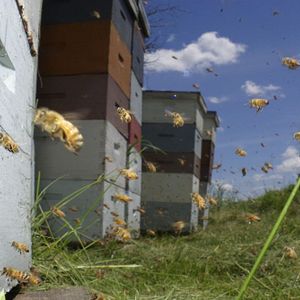 Bilder Bienen - Himmelsvolk in Gefahr