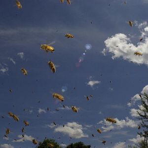 Bilder Bienen - Himmelsvolk in Gefahr