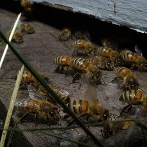 Bilder Bienen - Himmelsvolk in Gefahr