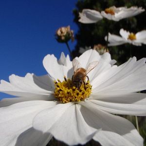 Bilder Bienen - Himmelsvolk in Gefahr