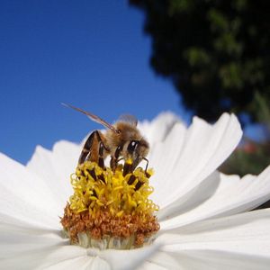 Bilder Bienen - Himmelsvolk in Gefahr