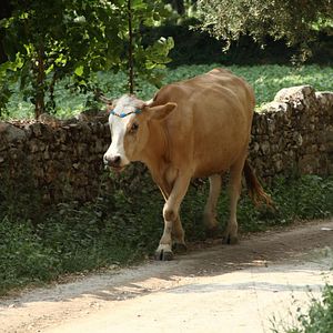 Bilder Sürgün İnek
