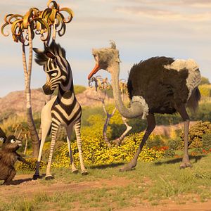 Bilder Khumba - Das Zebra ohne Streifen am Popo