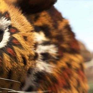 Bilder Khumba - Das Zebra ohne Streifen am Popo