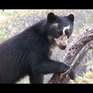 Bilder Chaparri, les sept ours de la montagne sacrée
