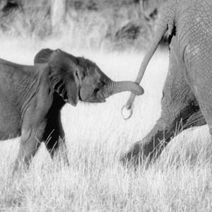 Bilder Whispers: Ein Elefantenmärchen