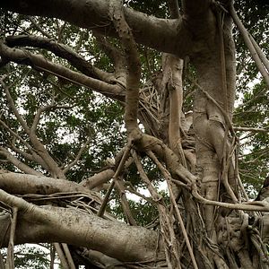 Bilder Still The Water