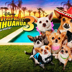 Bilder Beverly Hills Chihuahua 3