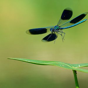 Bilder Planet Deutschland - 300 Millionen Jahre