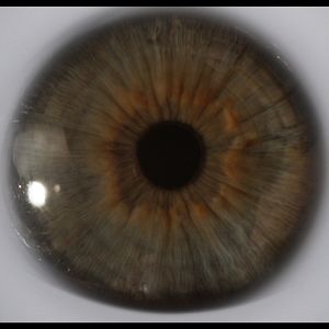 Bilder Under the Skin