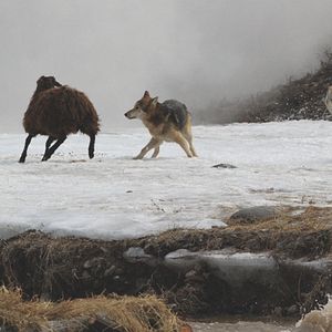 Bilder Unter Bestien - Der alte Mann und die Wölfe