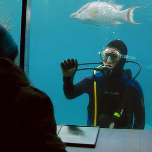 Bilder Song from the Forest