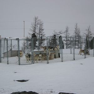 Bilder The Wings of Johnny May