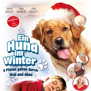 Bilder Ein Hund im Winter
