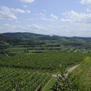 Bilder Deutschlands wilde Vögel - Teil 2 - Die Reise geht weiter