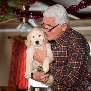 Bilder Ein Hund im Winter