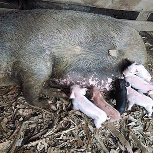 Bilder Oração do Amor Selvagem