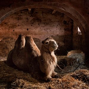 Bilder Land der Wunder