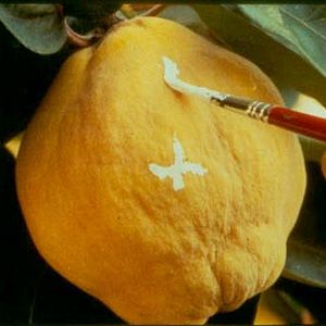 Bilder Die Vergänglichkeit des Lichts