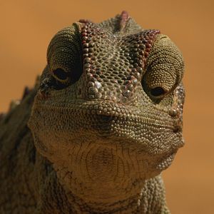 Bilder Afrika - Das magische Königreich