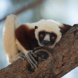 Bilder Insel der Lemuren - Madagascar