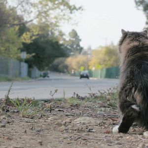 Bilder Brahmin Bulls