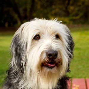 Bilder Alle lieben Jake