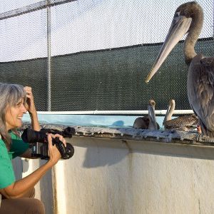 Bilder Pelican Dreams