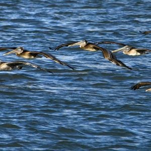 Bilder Pelican Dreams