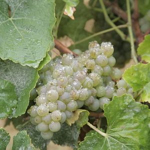 Bilder Von Trauben und Menschen