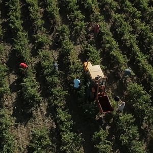 Bilder Von Trauben und Menschen