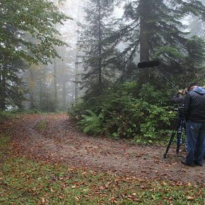 Bilder Kırlangıçlar Susamışsa