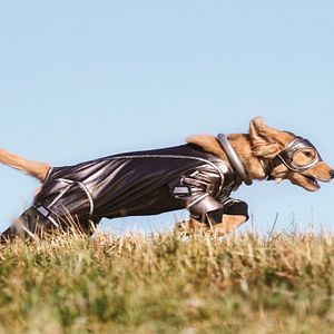 Bilder Super Buddies