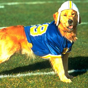 Bilder Air Bud 2: Golden Receiver