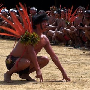 Bilder Urihi Haromatipë – Curadores da Terra-Floresta